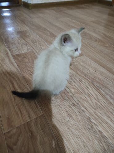 котенок в добрые руки: Отдам в добрые и заботливые руки котенка (мальчик ), метис сиамский at lalafo.kg котенок в добрые руки: Отдам в добрые и заботливые руки котенка (мальчик ), метис сиамский