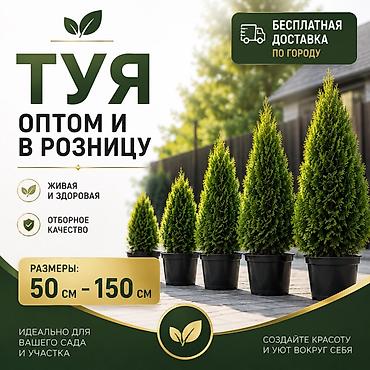 родар: ТУЯ 50–150 СМ 50см -1000сом 80-100см - 2500сом 130-150см - 3500сом — 1