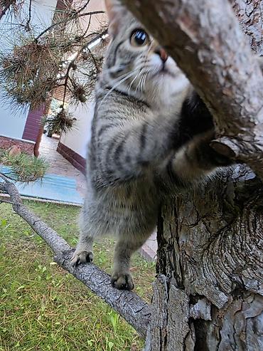 scotish fold: Кошка даром: Беспородная, Девочка — 4