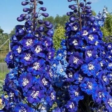 Другие книги и журналы: Продается семена дельфиниумов и катарантусов — 10