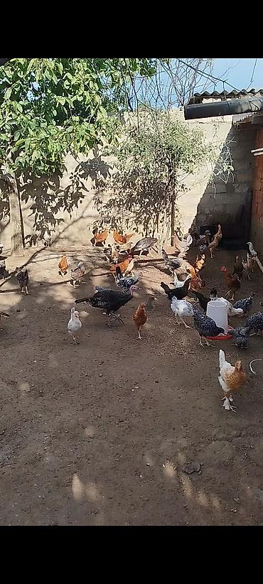 fermer təsərrufatı: 4 ayının içində olan superaktiv kənd çolpaları satılır, kəsməli təbbi — 4
