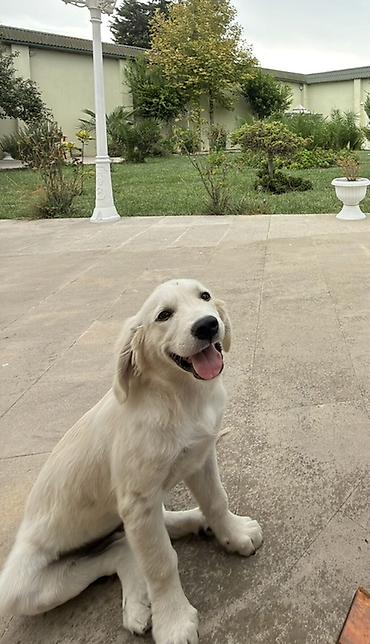 it sortlari: Retriever, 5 ay, Erkək — 8
