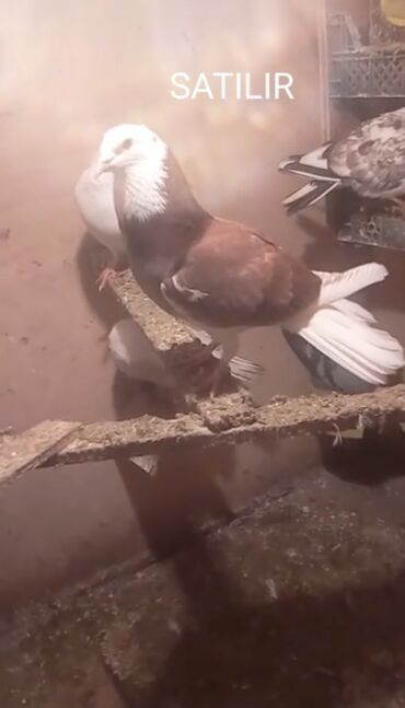 Göyərçinlər: Temiz babayevisqi eni quyruq hundur ayaq uzun quwdardi erkey dest ag — 13