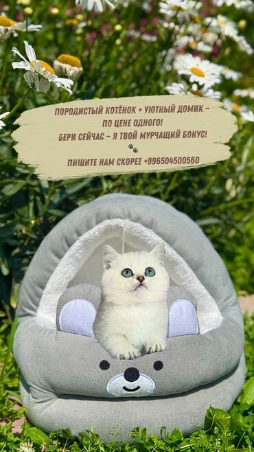 американская короткошёрстная кошка: Скотиш Страйт (Шотландиялык тик кулактуу), 2 айлык, Эркек, Күмүш өңдүү шиншилла, Бычылган, Лотокко барууга үйрөтүлгөн, Курттардан тазаланган