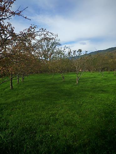 Torpaq sahələrinin satışı: Kənd təsərrüfatı — 3