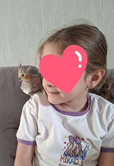qus vuran: Oz qusumun balalaridi iki denedi.Tam el quslaridi.Uc ayligdilar — 2