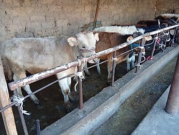 Коровы, быки: Продаю | Бык (самец) | Швицкая | На откорм — 9