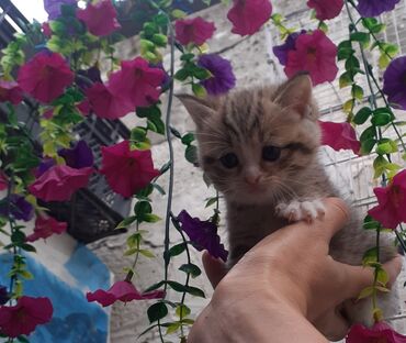 ağ pişik: Qızıl şinşilla, Erkək, Dişi, Yaxşı əllərə, Ünvandan götürmə, Ödənişli çatdırılma