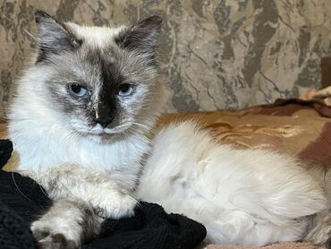 корм для бычков: Кошка даром: Сиамская, 11 месяцев, Девочка, Кастрирована