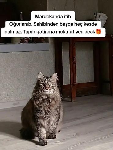 Кошки: Elan: Itkin düşmüş pişik axtarılır Məkan: Mərdəkan Xüsusiyyətlər: - — 1