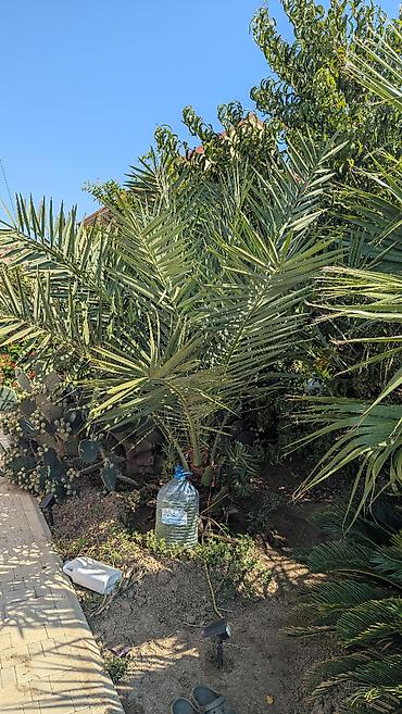 сколько стоит пальма в горшке: Xurma palması, həmçinin Feniks, finik palma. Xurma ağacına necə — 9