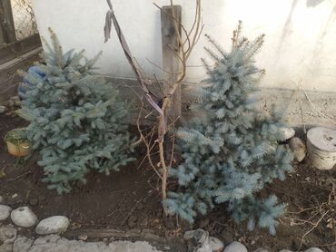 ель in Кыргызстан | САЖЕНЦЫ: Голубая ель высота 1м по 2000сом