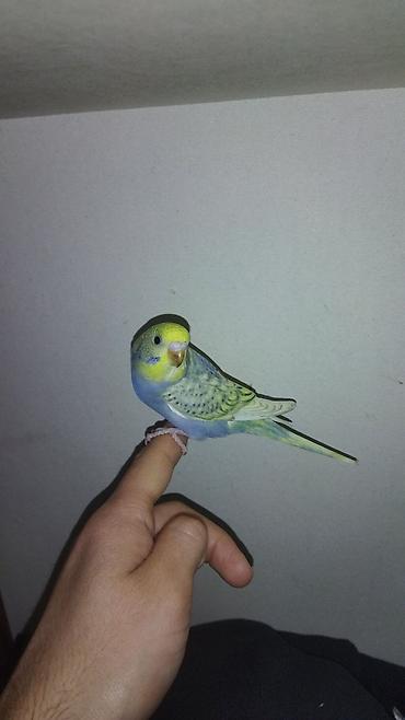 Tutuquşları: Il — 2