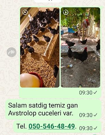 bildircin qusu: Avstrolop cuceleri 2,5azn ve bruderler — 1