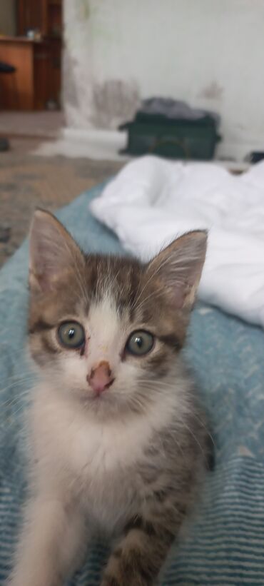 британский кот: Отдам даром в добрые руки, не знаю мальчик или девочка не мог