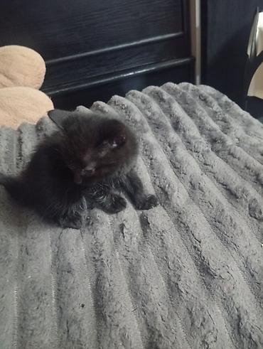 бенгалская кошка даром: Отдам котят в хорошие руки. Кара-Балта . бесплатно. есть мальчики и — 5