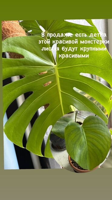 искусственные цветы оптом бишкек: Монстера (Monstera deliciosa) — отросток от взрослого растения с