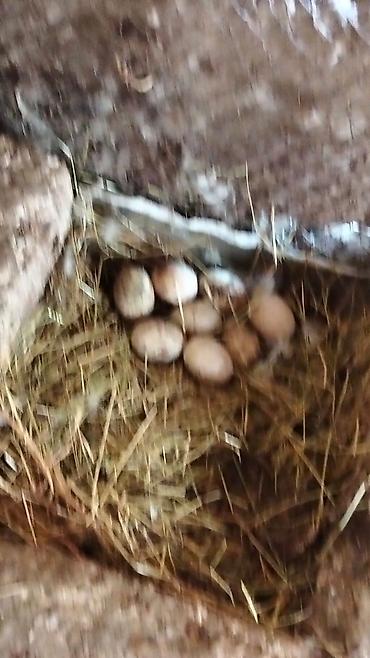 Yumurta: Ördək yumurtası - Təsvir: Şəkillərdə təsvir olunan, samanla — 10