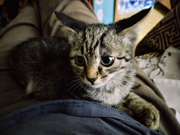 возьму котёнка в хорошие руки: Кошка даром: Беспородная, 1 месяц, Девочка