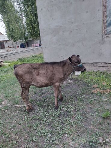 мышык сатам: Продам телёнок 3 месяц