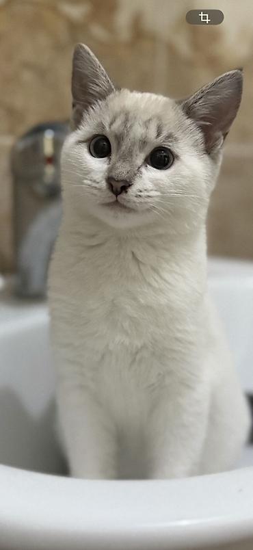 Кошка домашняя, короткошёрстная, с окраcом сил-пойнт (светлый корпус at lalafo.kg Кошка домашняя, короткошёрстная, с окраcом сил-пойнт (светлый корпус