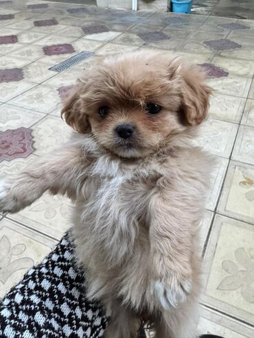 İtlər: Pekines, 2 ay — 8