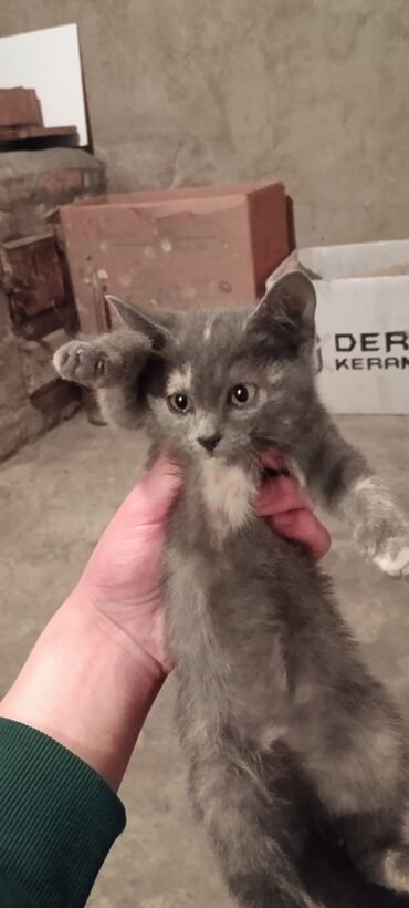 мечит: 1 месяц, Девочка