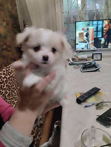 Продажа собак: Чихуахуа, 2 месяца, Самец — 8