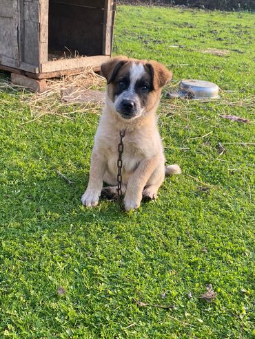 İtlər: Alabay, 1 ay, Erkek, Cütləşmə üçün, Ünvandan götürmə — 9