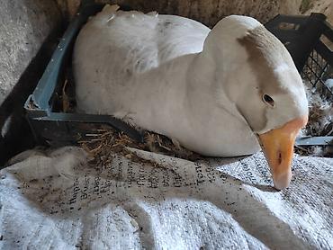 Другие с/х животные: Домашние гуси - Порода: линда+крупные серые (характерный «шишак» на — 6