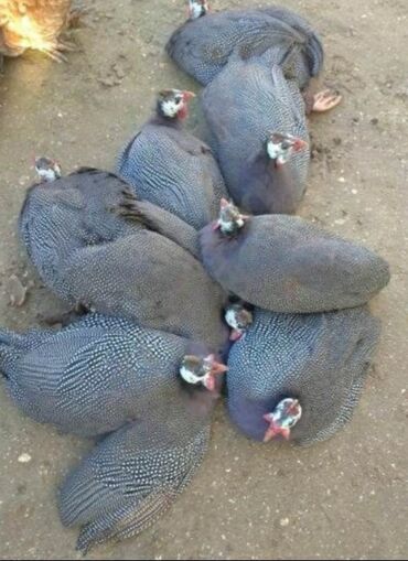 Pişiklər: Məhsul: Hind toyuğu (qvineya quşu) sürüsü Təsvir: - Şəkildə mavi-boz