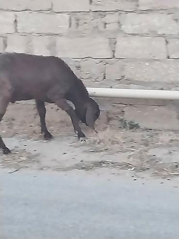 qurbanliq qoyun: Saf qan təmiz hələb təkəsi, onnan dönmə çəpişlər, Ana-bala qoyunlar. 2 — 6