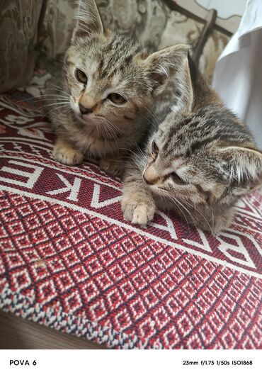 сфинксы котята: Кошка даром: Беспородная, 2 месяца, Девочка