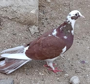 göyərçin növü: 18 tük ağbaş ağ qanad maya satılır. 2 gündü tutulub. Sağlam heyvandı — 1