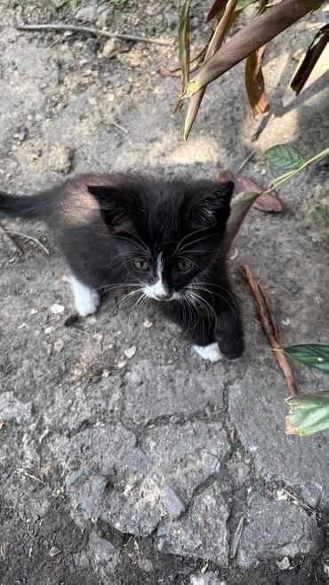 кошка с разными глазами: Кошка даром: Беспородная, 4 месяца, Мальчик, Приучена к лотку, Проглистована