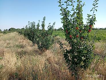 черный принц фикус: 🌳. Продаю #Сад #үлүш жер) #бак дача) общая площадь 3гектар — 1