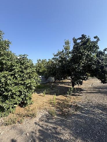 Torpaq sahələrinin satışı: 25 sot, Tikinti, Mülkiyyətçi, Kupça (Çıxarış) — 4