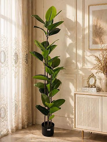 agac gulleri: Süni dekorativ kauçuk ağacı (Ficus elastica) – qapalı məkanlar üçün — 1