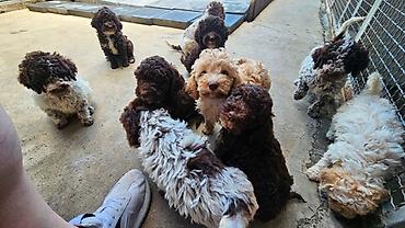Psi: Lagotto Romagnolo štenci Dostupni štenci Lagoto Romanjolo od roditelja — 1