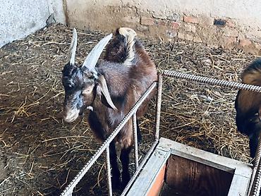 Продам с/х животных: Продаю | Козёл (самец), Козлёнок | Полукровка, Нубийская, Битал | Для разведения | Племенные — 5