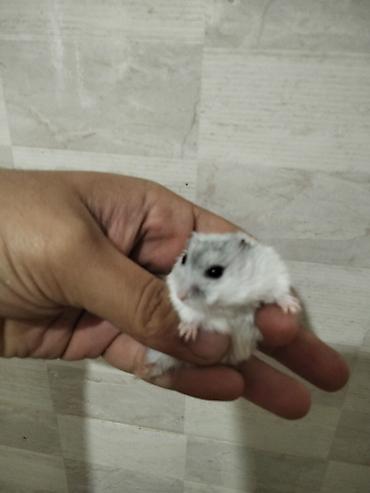 Gəmiricilər: Məhsul: Cırtdan hamsterlər (Djungarian/campbell tipli) Rənglər: tam — 8