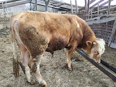 Dana, buzov: Simental tipli dana - Cins: Simental tipli, ətlik istiqamət - Rəng — 1