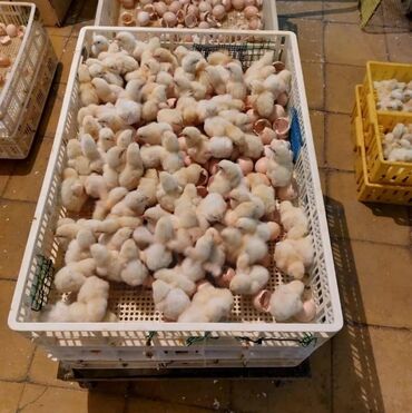 ineklerin qiymeti: Ros308 qiyməti 1.10 qəpiyə kim isdese buyrun zakaz verə bilər bütün