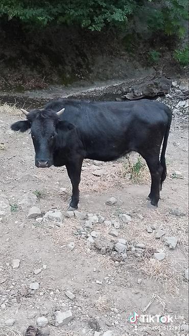 kiseli inek: Qara rəngli yerli inək - Rəng: tam qara, bel xəttində açıq-qəhvəyi — 1