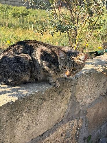 pişik ucuz: Russ Angor Balalari Xüsusiyyətlər: - Rəng: tam ağ, açıq çəhrayı burun — 7