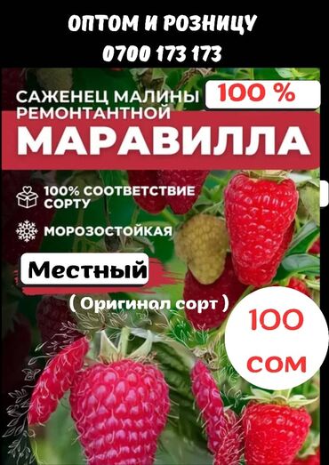 Фрукты и ягоды: Рассада : Малина, Самовывоз