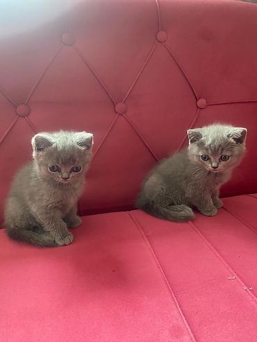 Pişiklər: Britan — 9