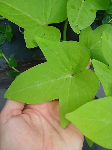 плющь: Ипомея батат (Ipomoea batatas) — декоративные сорта для клумб, кашпо и — 6