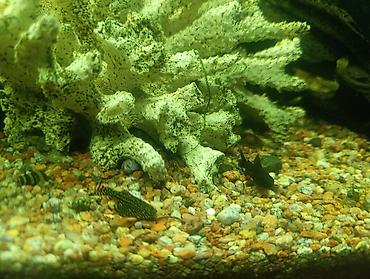 Аквариумы: Продаю аквариум 400 литров со всем содержимым ( фильтр грунт декорации — 2