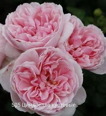 Роза: Саженцы Самовывоз at lalafo.kg — 9 Роза: Саженцы Самовывоз — 9